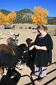 20081029 Alpacas 014